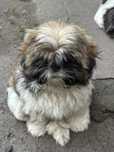 Suczka rasy Shih tzu