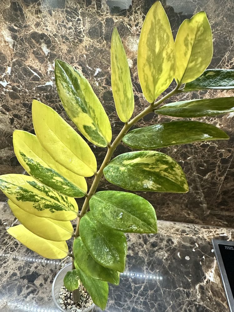 Заміокулькас zamiifolia variegata