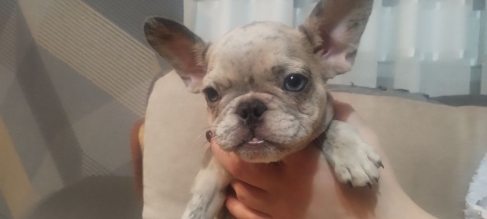 французький бульдог цуценята