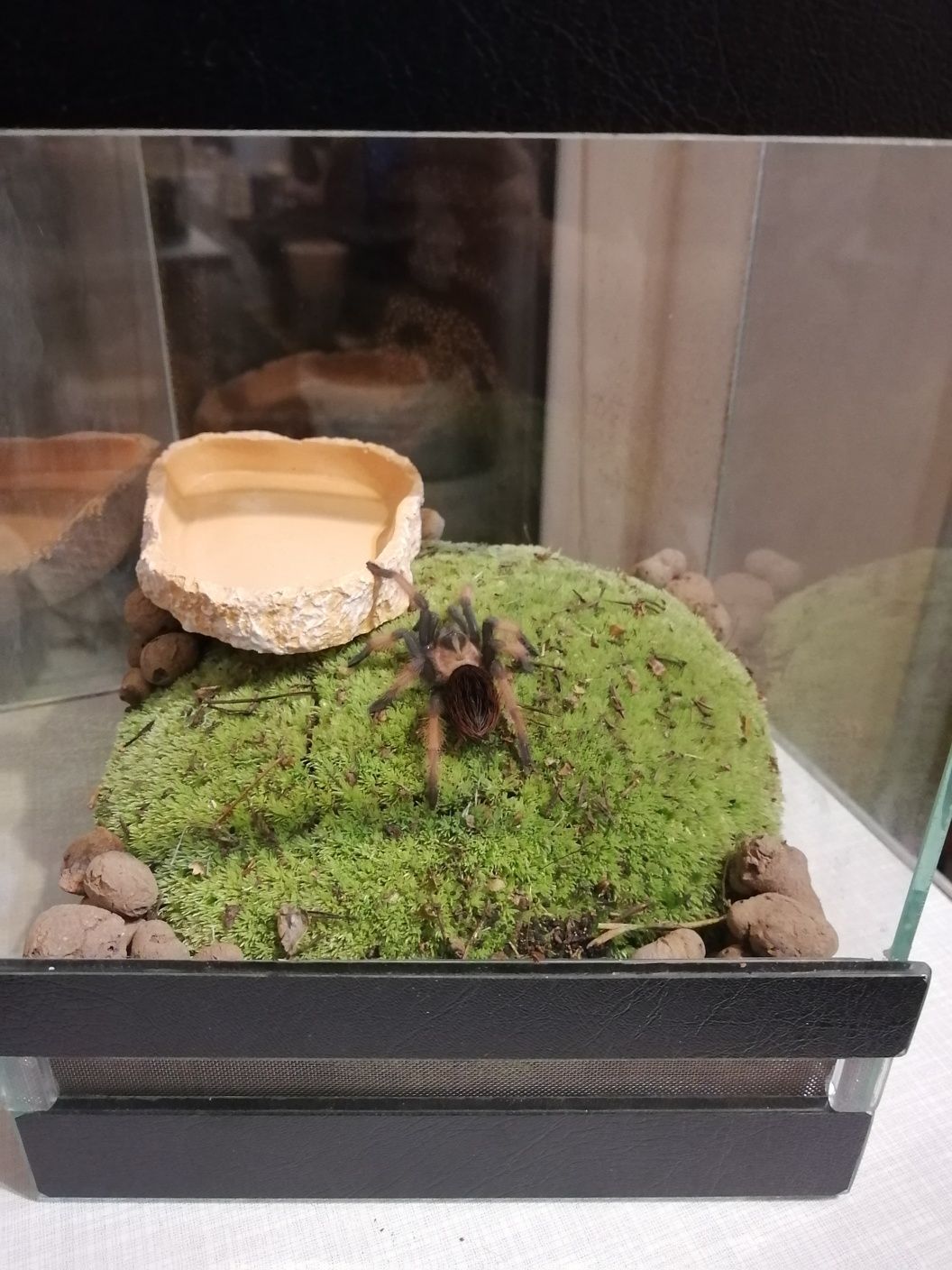 Павук пиахоїд Brachypelma emilia L8