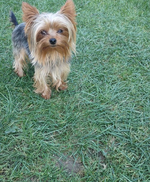 York Yorkshire terrier