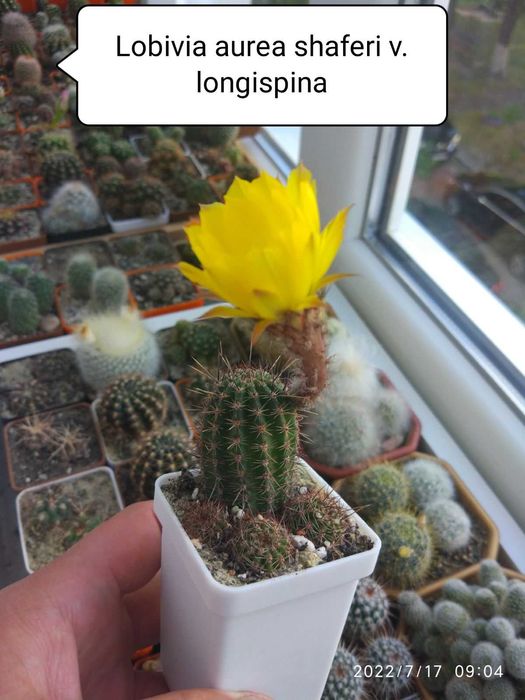 Кактус Лобівія  10- видів 25-35грв( дітки дешево)