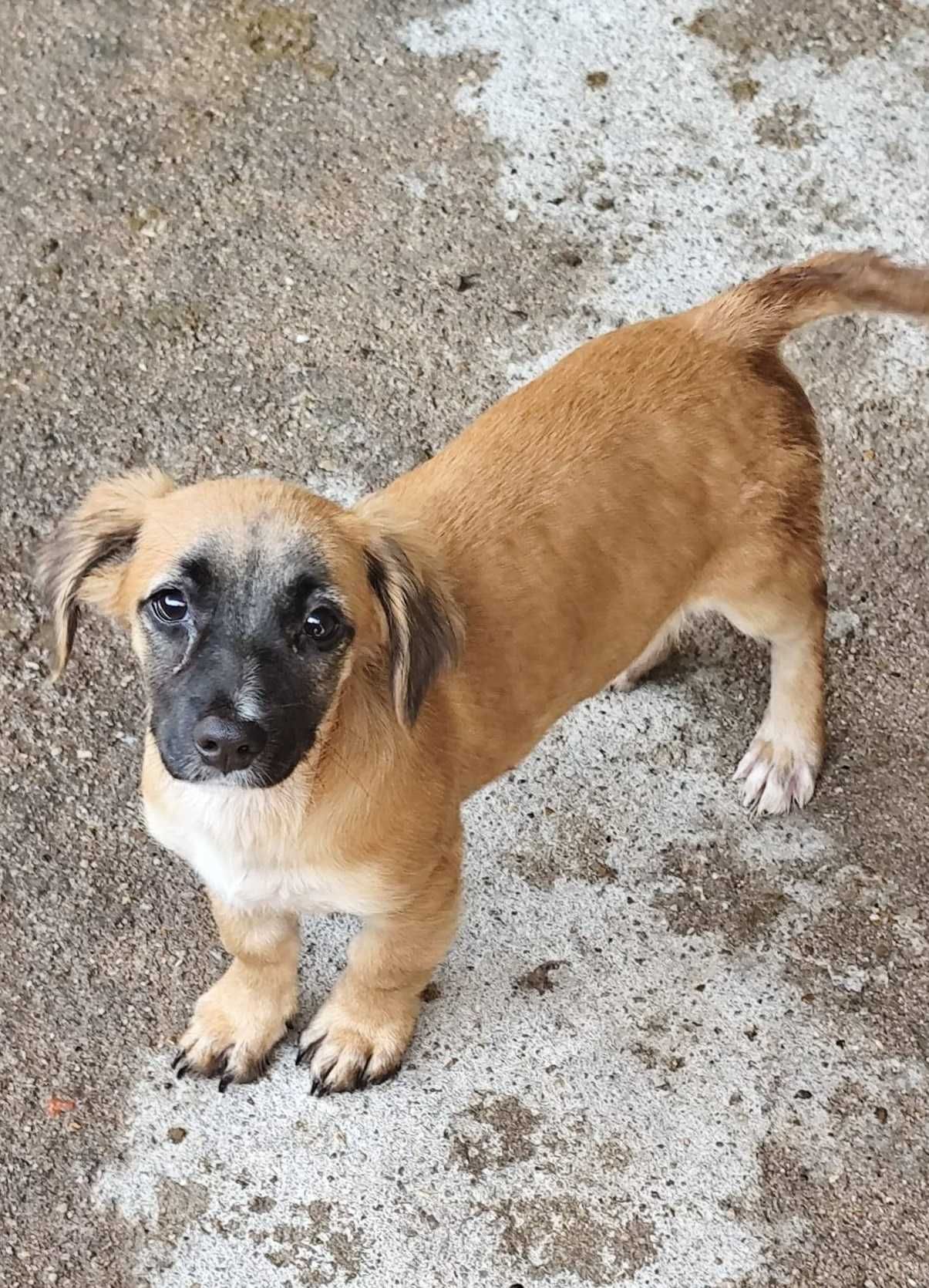 BETTINA (Fêmea, 4 Meses) Para Adoção