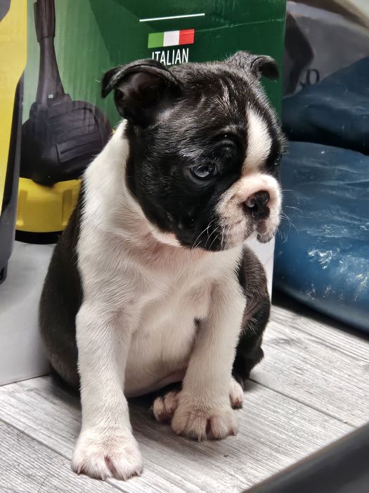 Piesek Boston Terrier FCI Warszawa