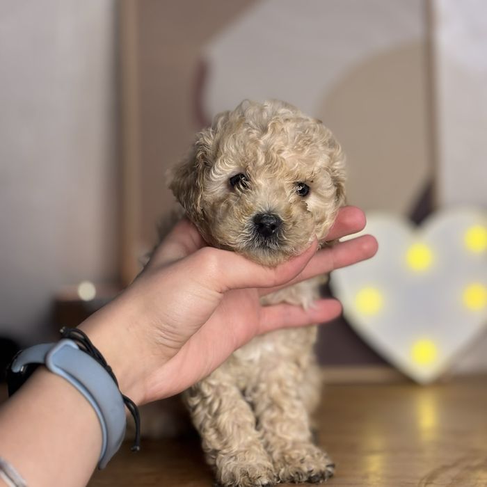 Міні Мальтипу дівчинка — дитя любові та краси!