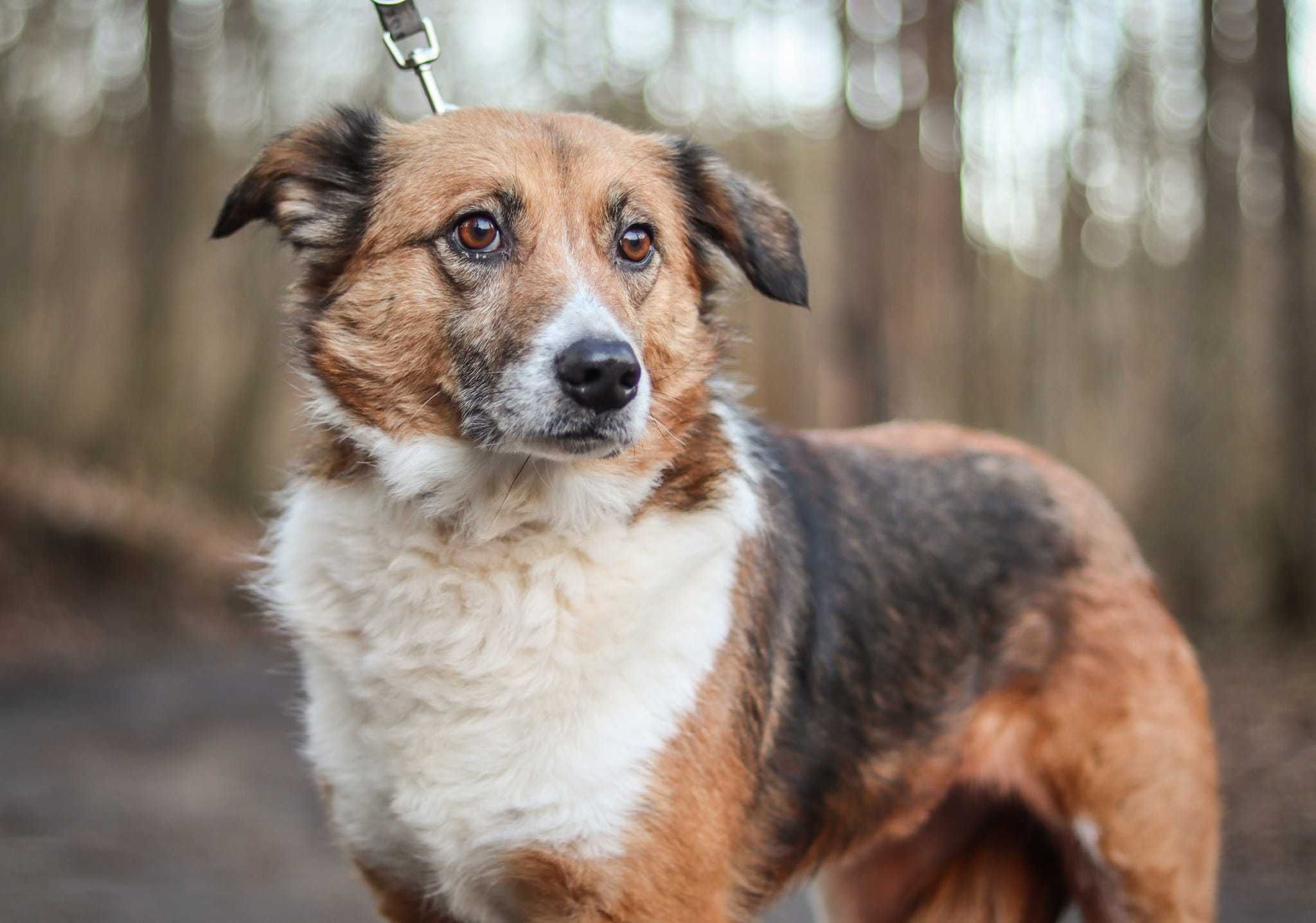 Piękna Ezra do adopcji