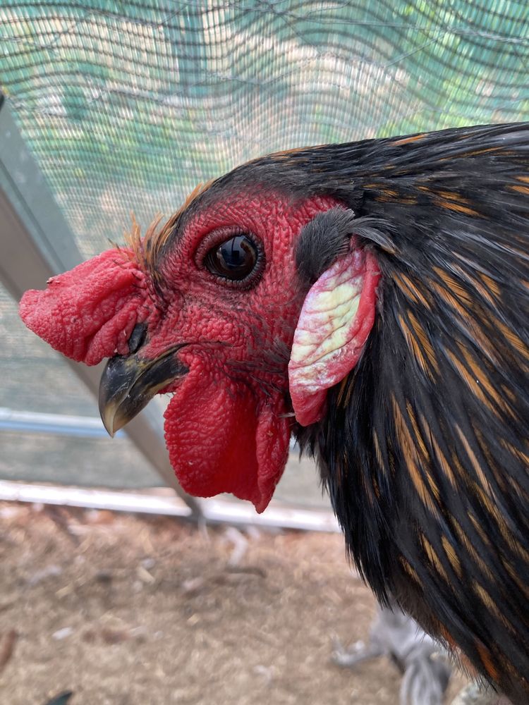 Galo hibrido de andaluza surenha com olive egger