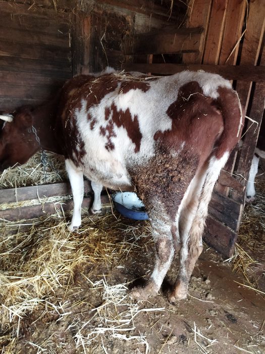 Продам семь коров.телят.доидьный аппарат