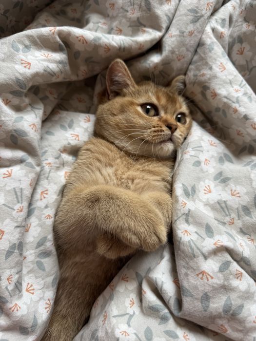 Котик золота шиншила — щеплення, паспорт, ручна красуня 4 місяці