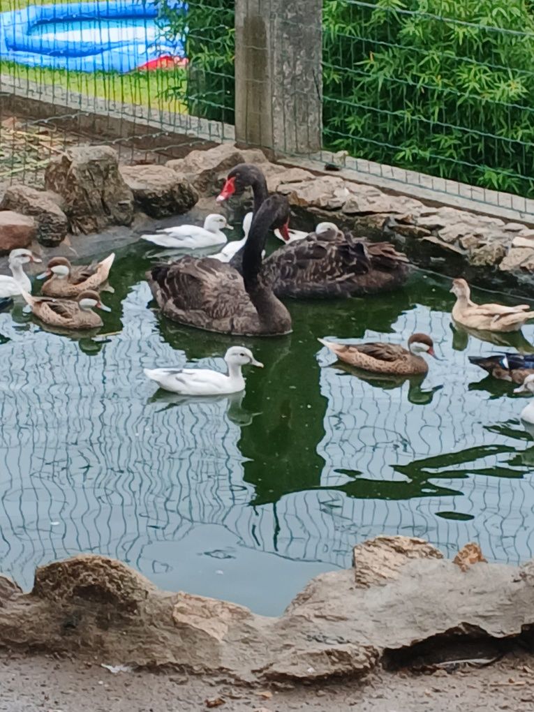 Tenho cisnes pretos e vários patos disponíveis