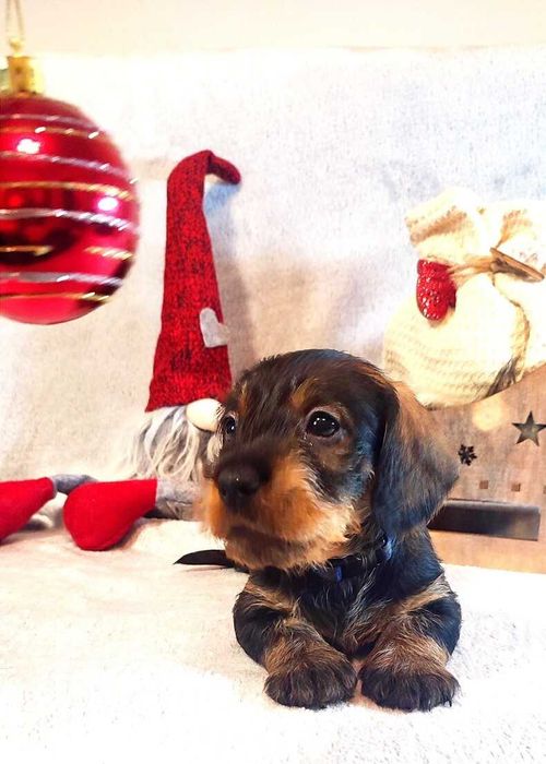 Teckel Macho de Pelo Cerdoso