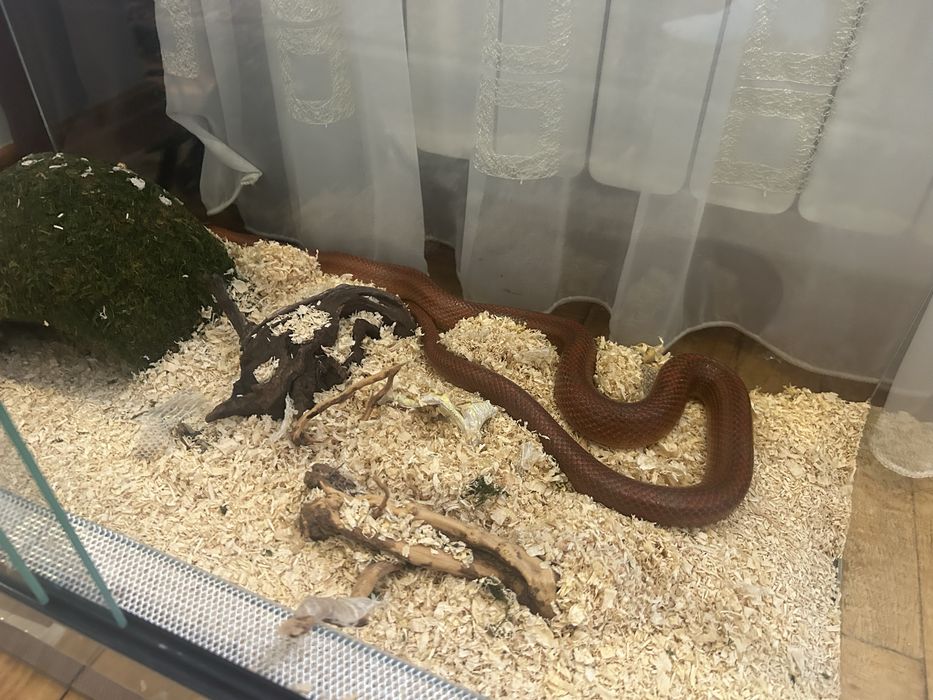 Waż zbożowy z terrarium