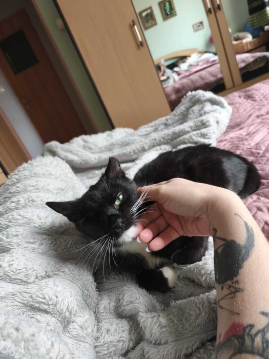 BENIA  - wojowniczka po przejściach szuka domku na zawsze!