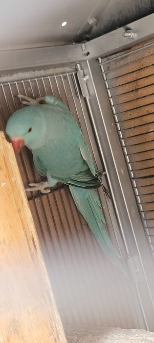 Ring neck verdes e azuis 2025 LER DISCRIÇÃO