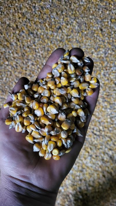 Kukurydza sucha. Kazda ilosc. Możliwość zmielenia