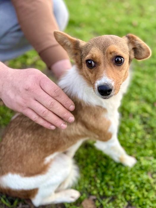 Соня ищет хороший дом