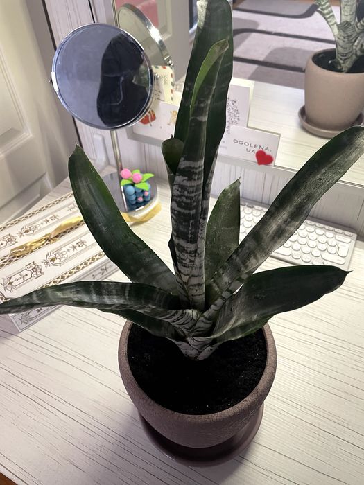 Ехмея полосата в вазоні