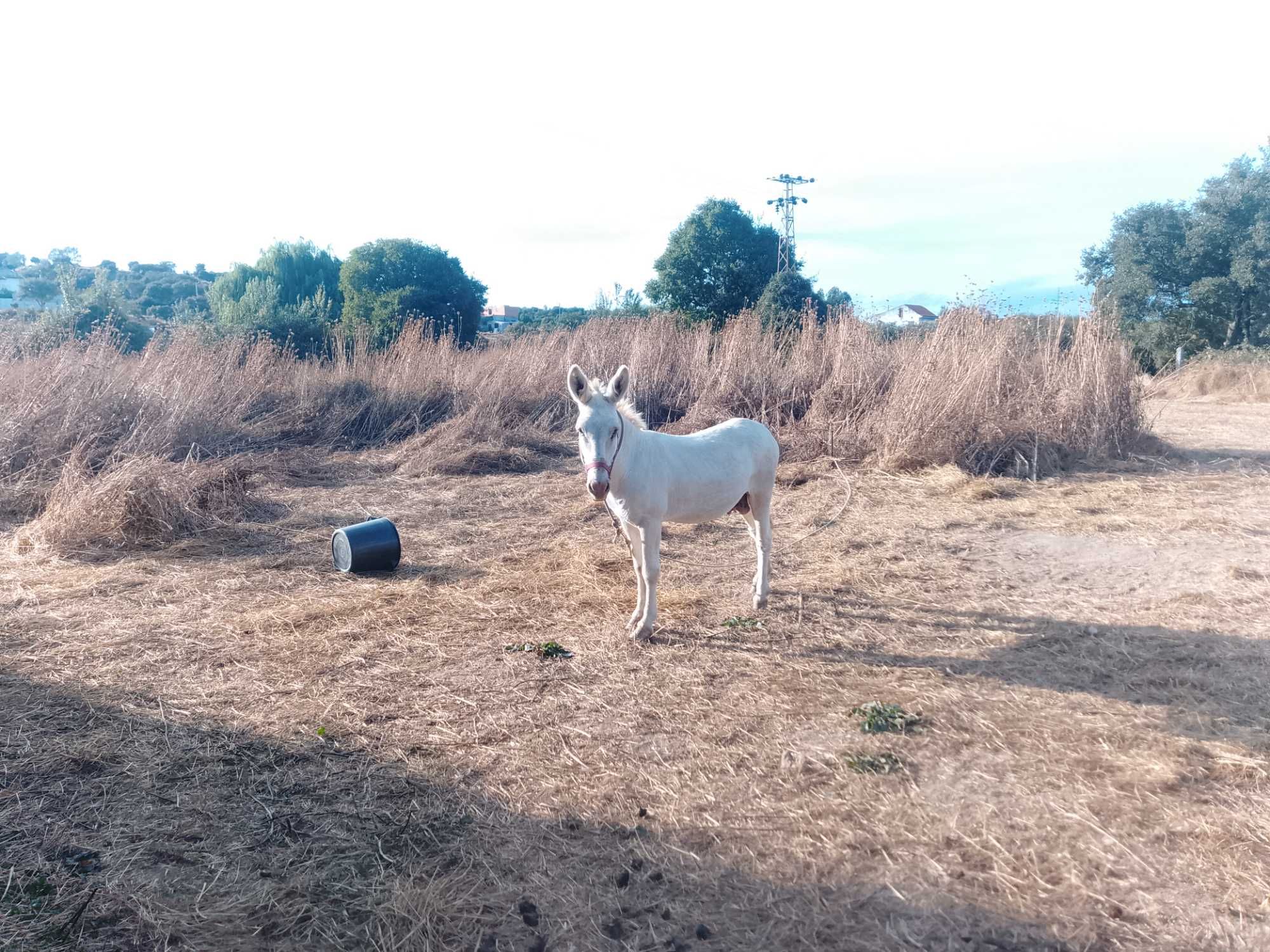 Burro inteiro muito manço