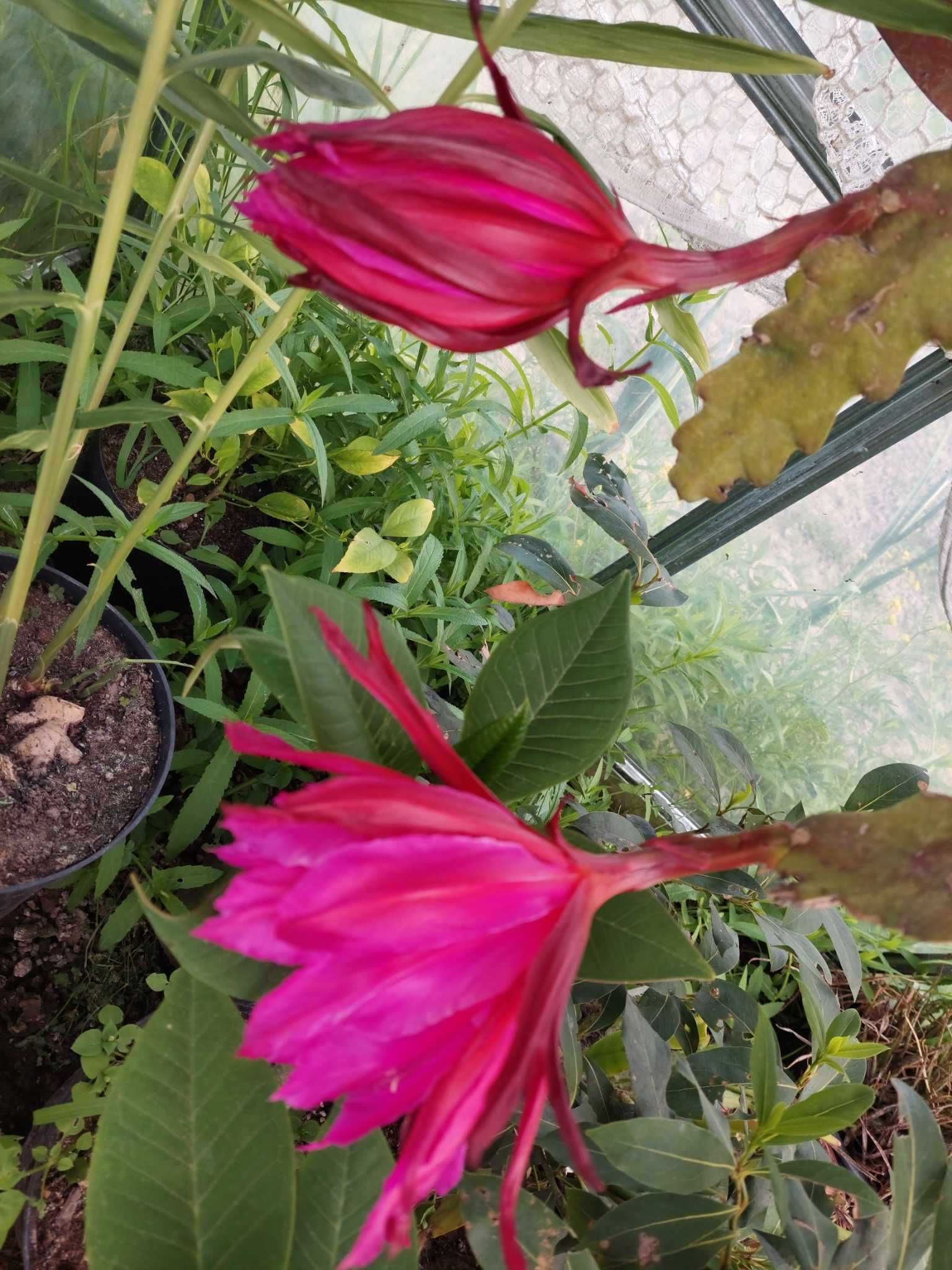 Epiphyllum Whirlibird.Li Hung Shan. Gerda..