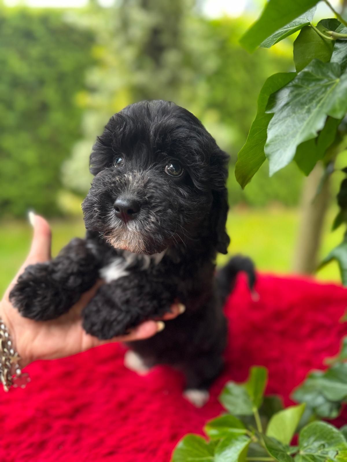 Maltipoo czarny piesek