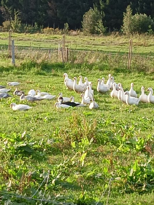 Gęsi,indyki  ekologiczne mięso tuszki
