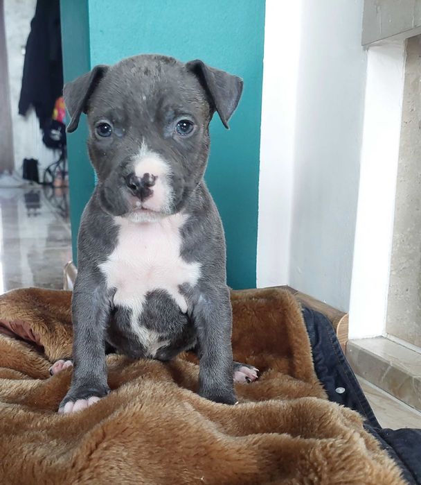 American Staffordshire Terrier Amstaff Blue szczeniak
