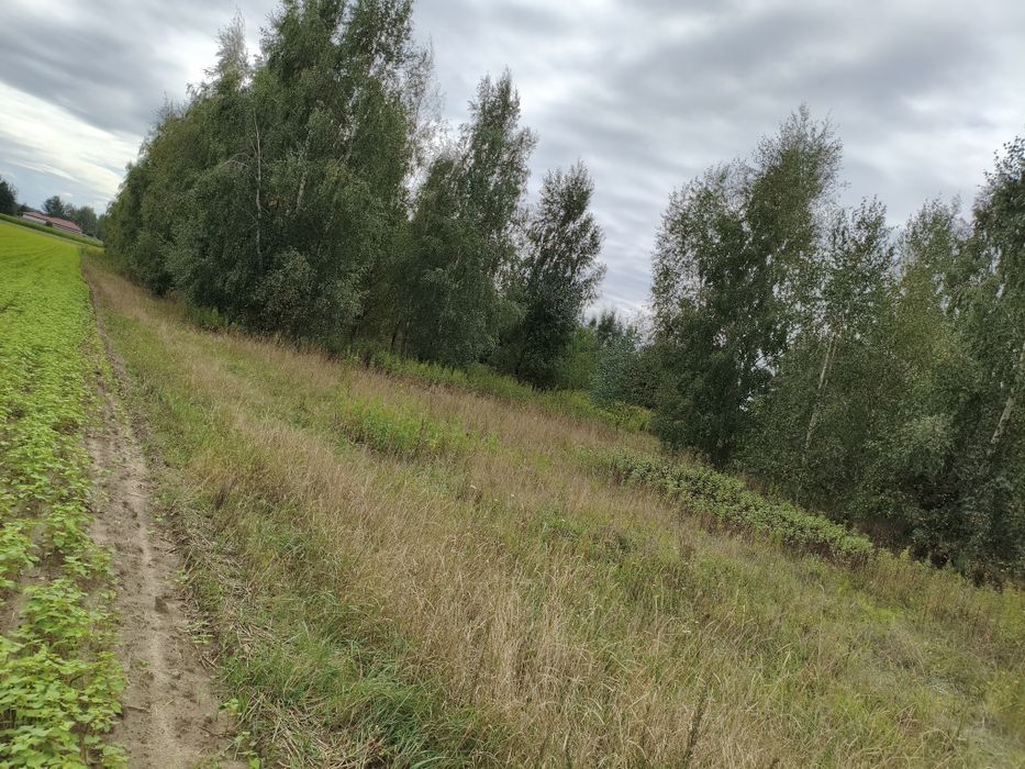 Sprzedam Siedlisko w miejscowości Cempkowo z warunkami zabudowy