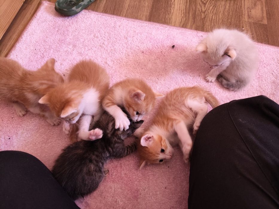 Dou gatinhos pequeninos