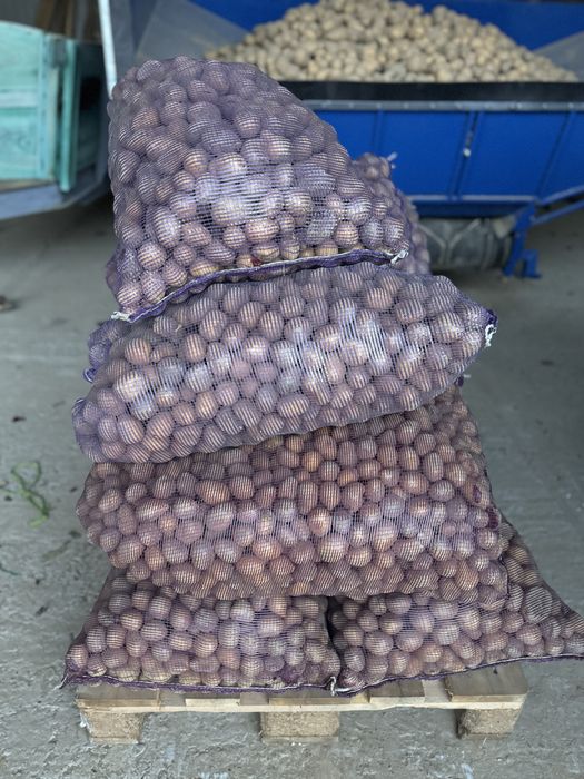 Ziemniaki paszowe odpadowe