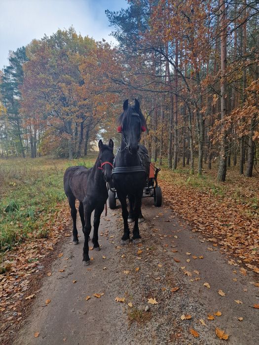 Sprzedam piękną klacz fryzyjska razem z bryczką
