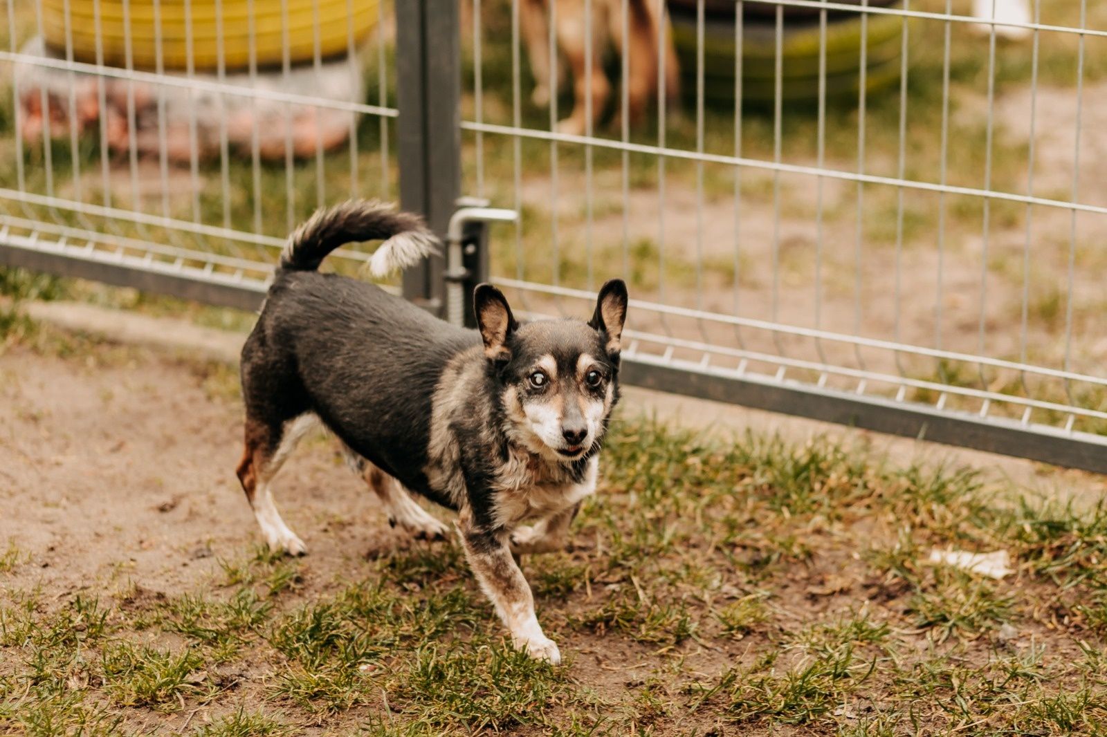 Vanko czeka w schronisku na swojego człowieka