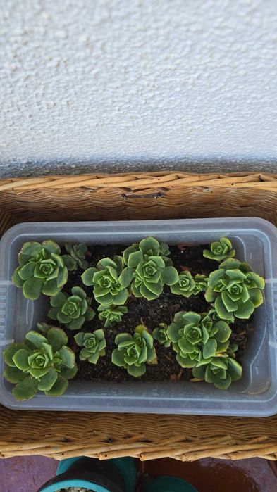 Plantas: Citronela, Catos, Aloe Vera, Sardinheiras