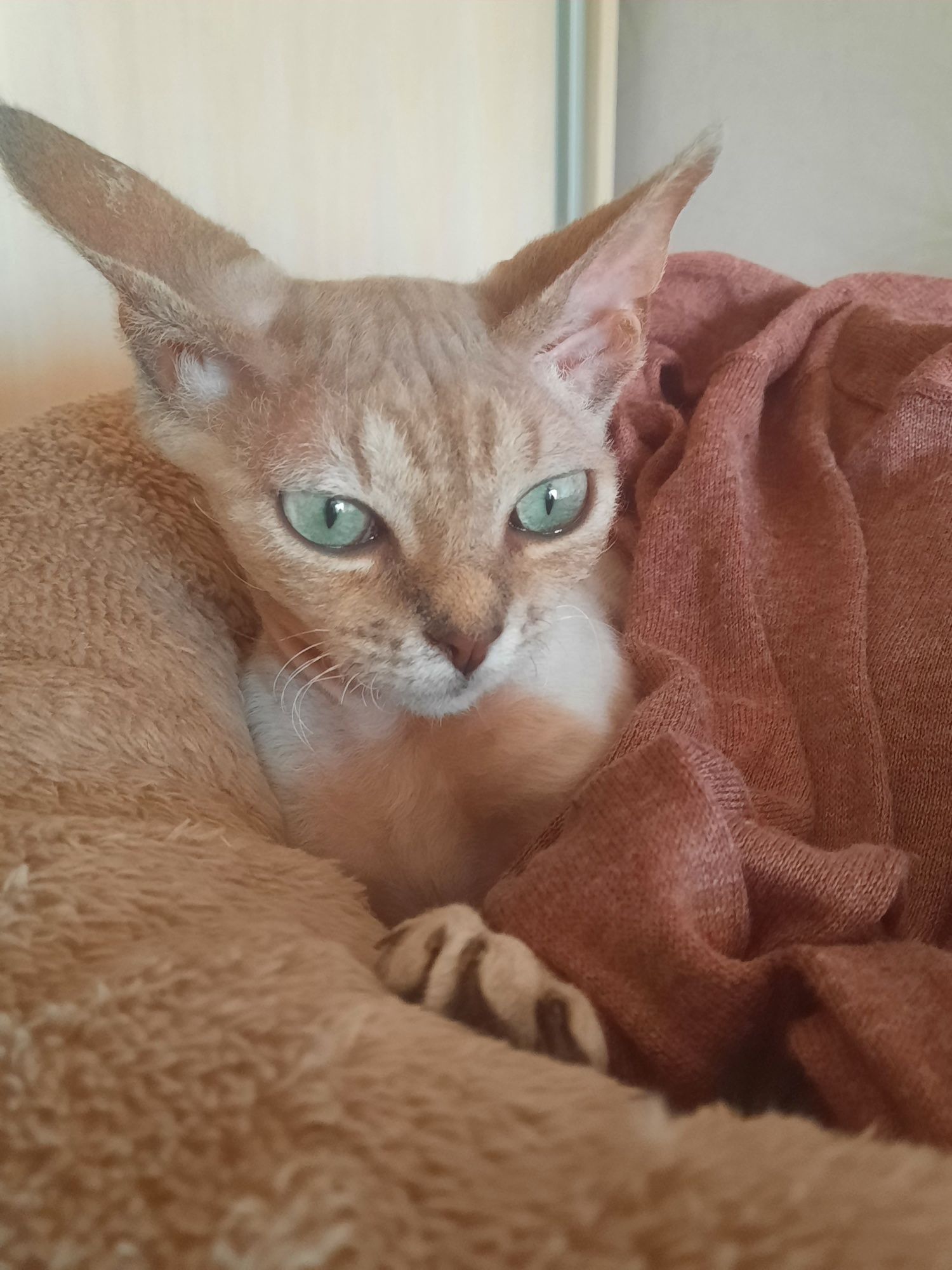 Котик Royal Маngo Devon Rex