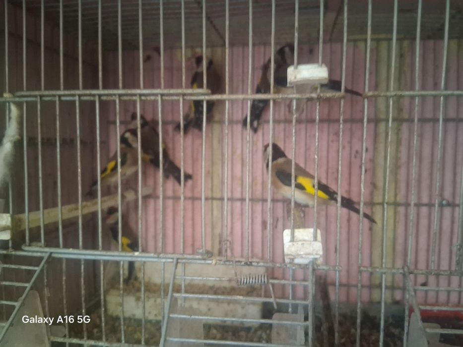 Vendo canarios   novos  10 eros