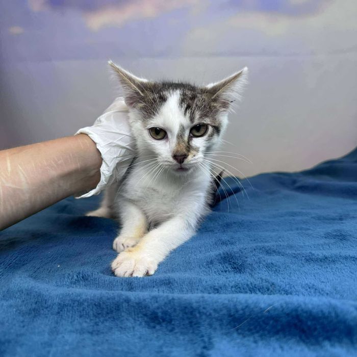 Kudłaty - uroczy kocurek szuka domu