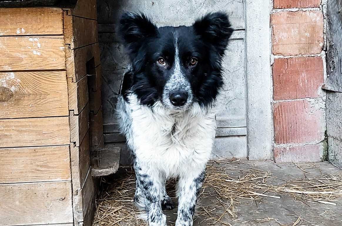 Argo pies czeka na domek