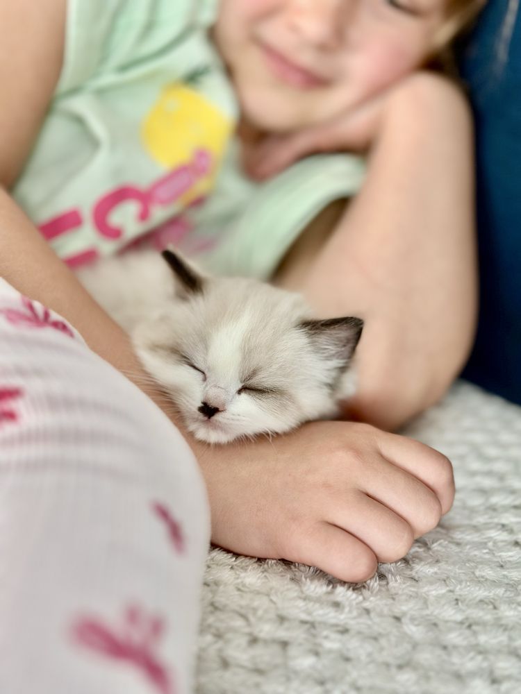 Kot Ragdoll, kocurek seal bicolor i kotka lynx - gotowe do zmiany domu
