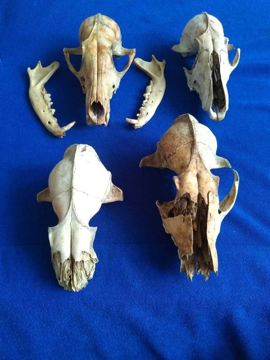 Череп лисиці / лиса. Черепа лисицы. Лис