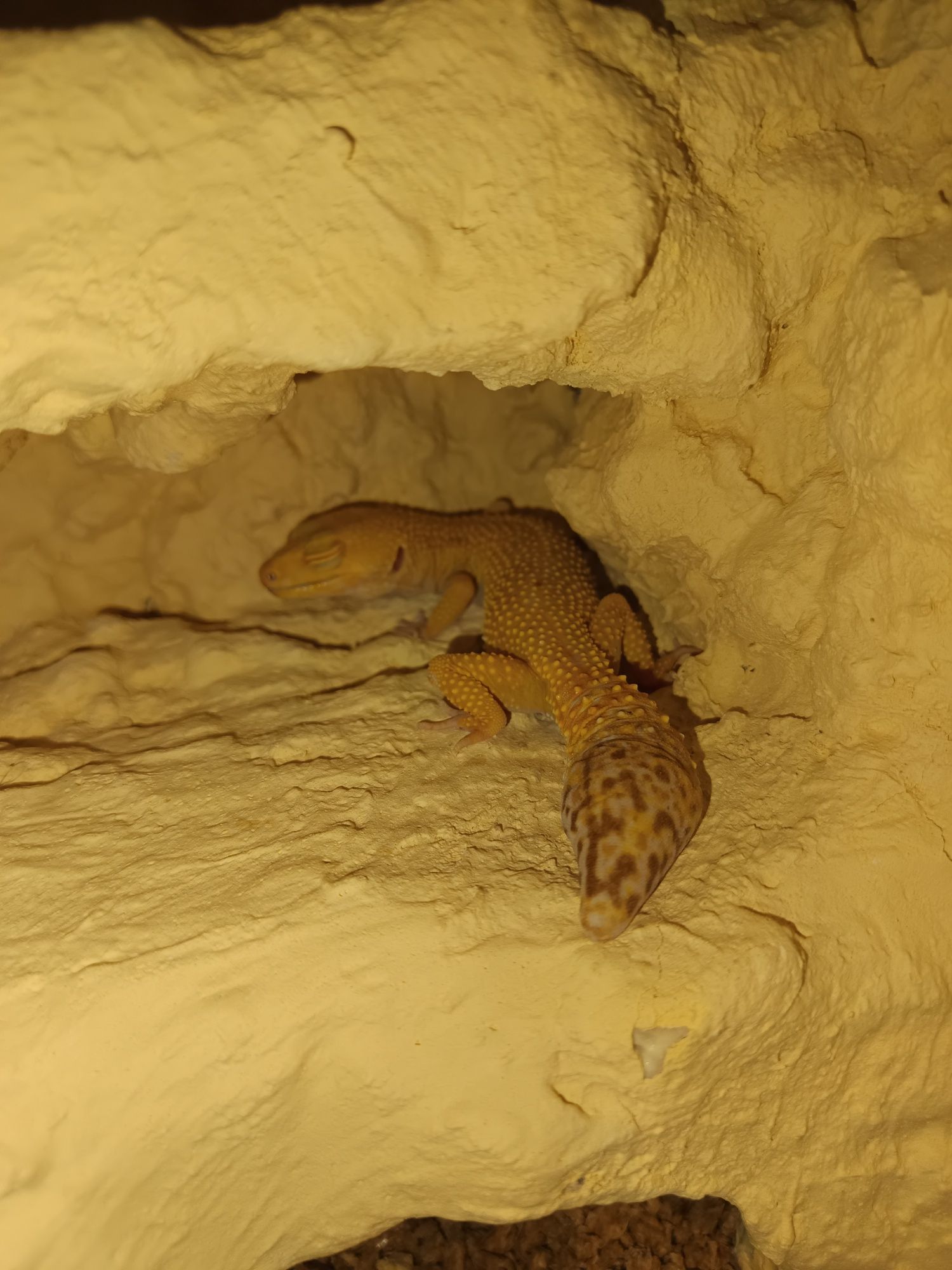Gekon lamparci samiczka Tangerine Tremper Albino + terrarium