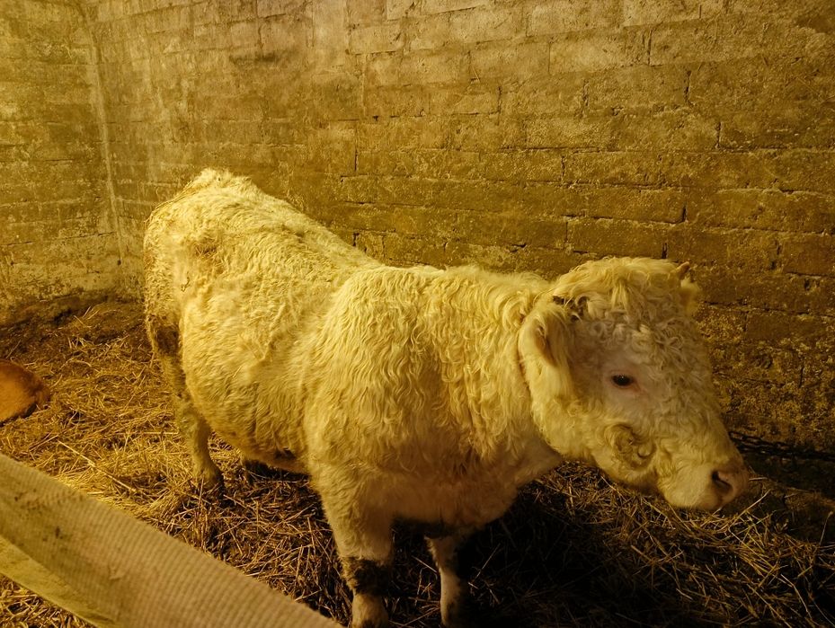 Byk charolaise do chowu