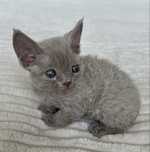 Devon rex koteczka liliowa panna Migotka rezerwacja