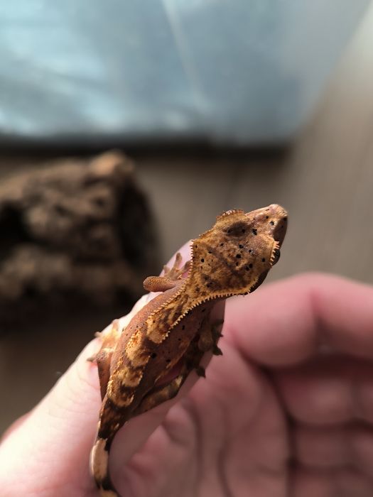 Młode gekony orzęsione