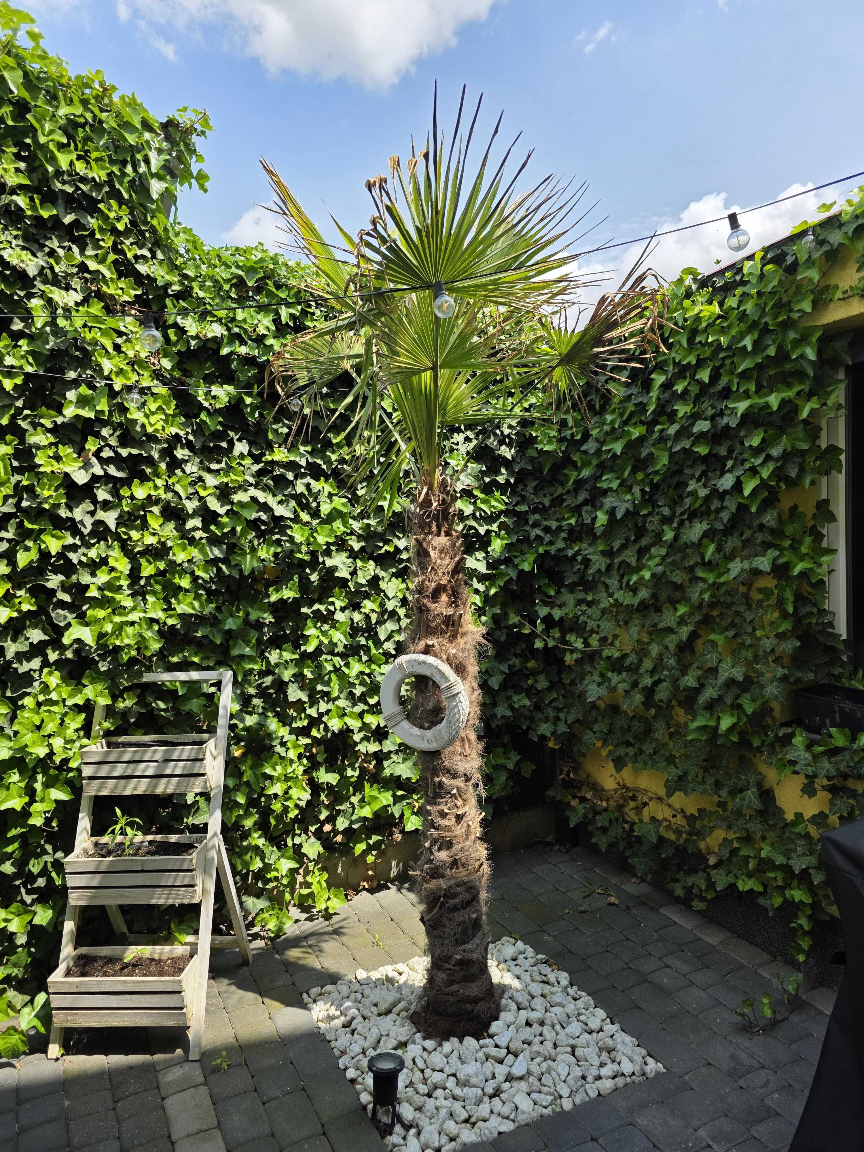 Palma  trachycarpus