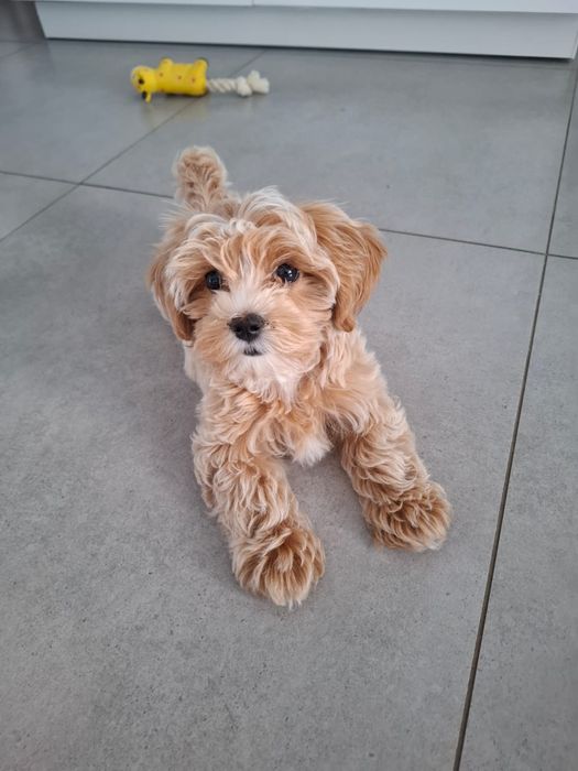 Maltipoo suczka pudel miniaturowy/maltańczyk
