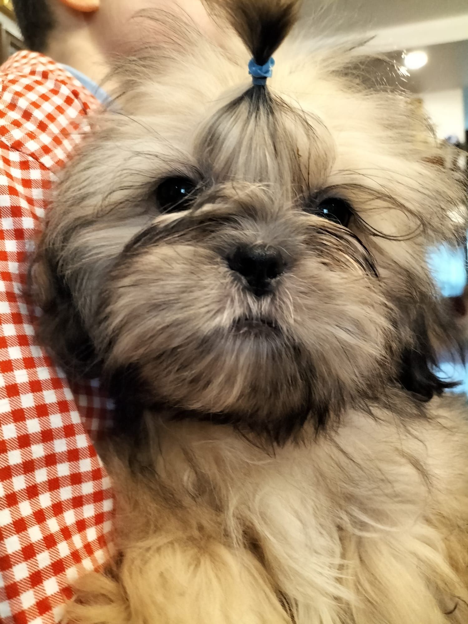 Chłopiec shih tzu
