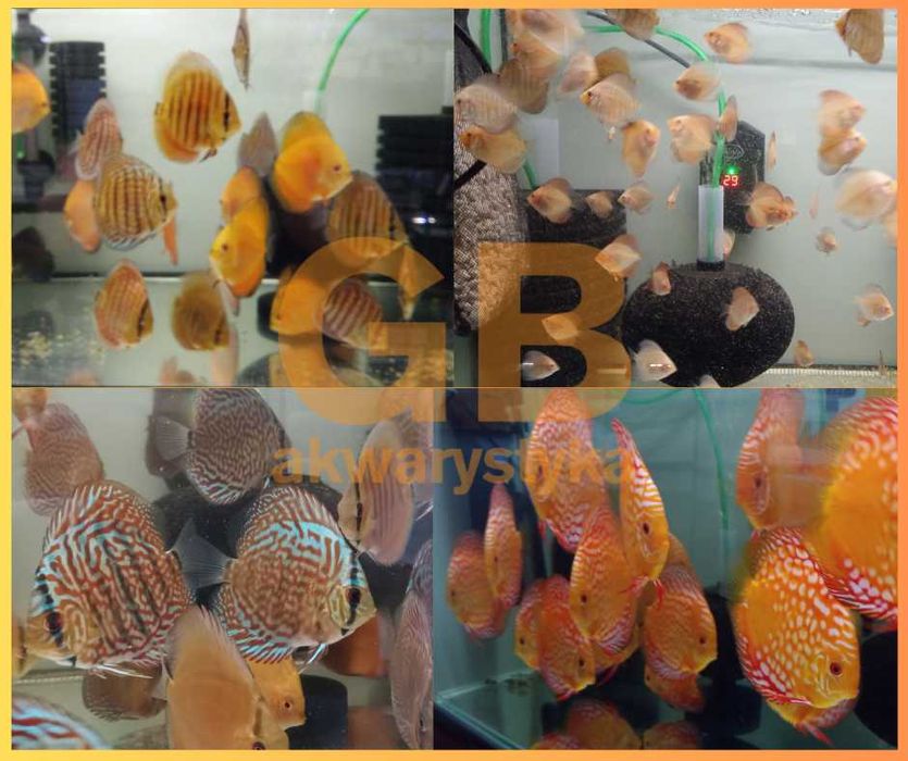 GB DYSKOWCE Paletka Solid Red | Rozmiar "L" 7-8cm - dowóz ryb!