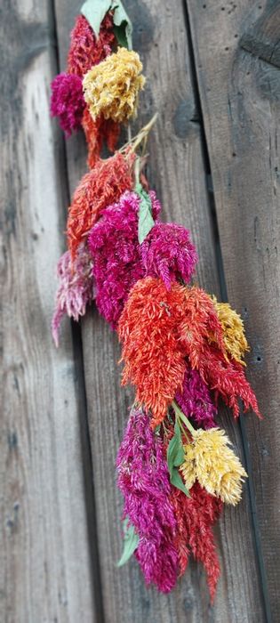 Celozja pierzasta suszona 10 szt.