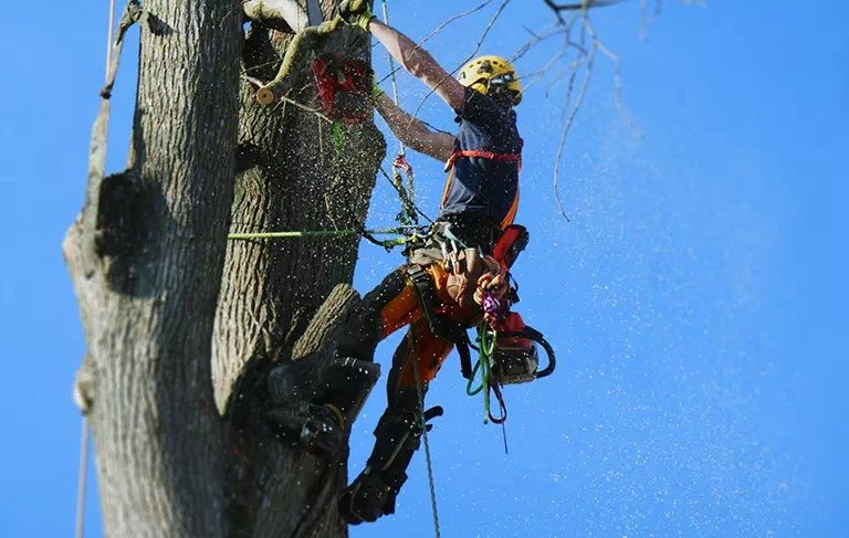 Wycinka drzew alpinistyczna za drewno pielegnacja