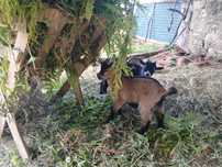 Cabras anans bonitas