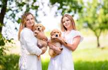 Golden Retriever FCI po Championie linia amerykańska - ojciec piesków